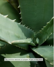 Extrait de Plante Bio ALOE VERA