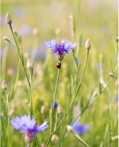 Eau florale bio BLEUET