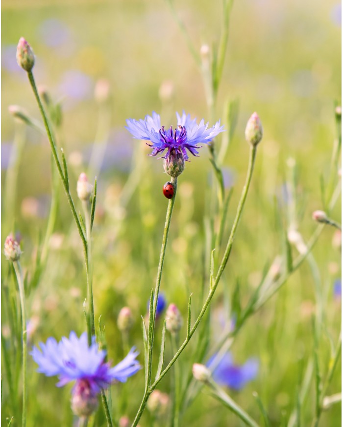 Eau florale bio BLEUET