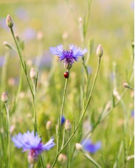 Eau florale bio BLEUET