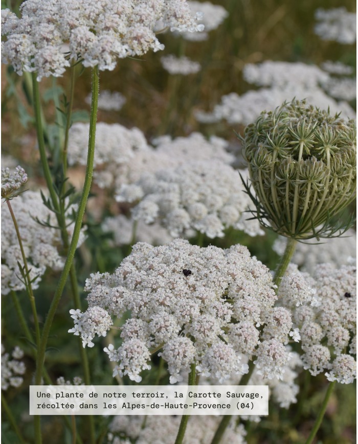 Huile essentielle bio CAROTTE SAUVAGE