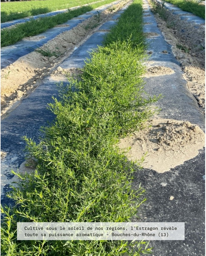 Huile essentielle bio ESTRAGON