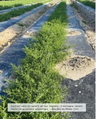 Huile essentielle bio ESTRAGON