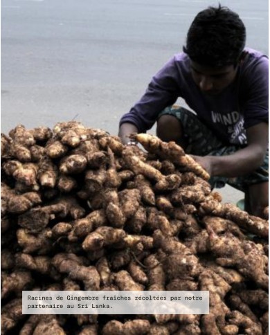 GINGEMBRE FRAIS Bio, origine Madagascar, Karandja laboratoire.