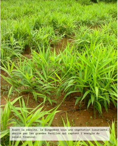 Filière durable GINGEMBRE FRAIS Bio, origine Madagascar, Karandja laboratoire.