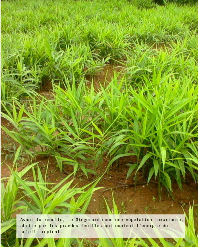 Extrait de Plante Bio GINGEMBRE