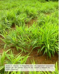 Extrait de Plante Bio GINGEMBRE