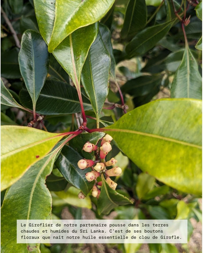 Extrait de plante Bio GIROFLIER