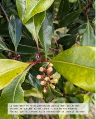 Extrait de plante Bio GIROFLIER