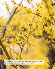 Eau florale bio HAMAMELIS