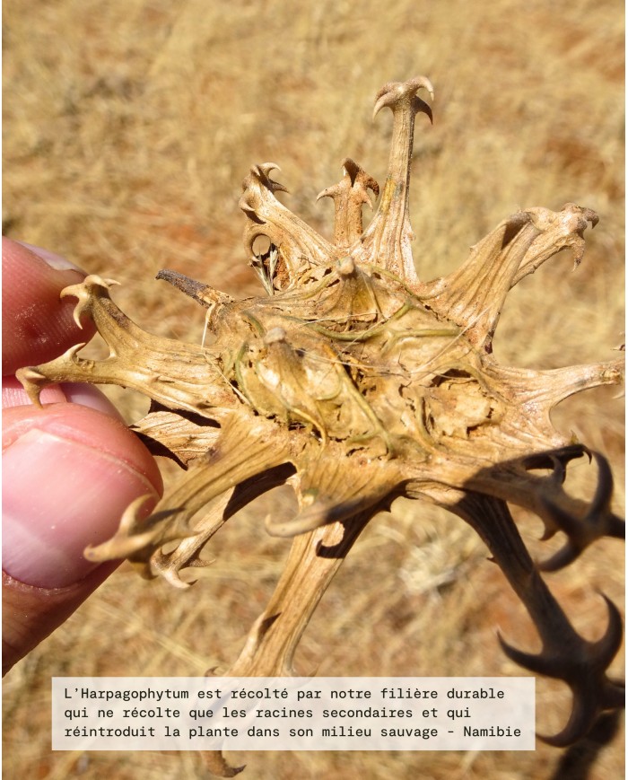 Extrait de Plante Bio HARPAGOPHYTUM