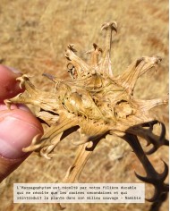 Extrait de Plante Bio HARPAGOPHYTUM