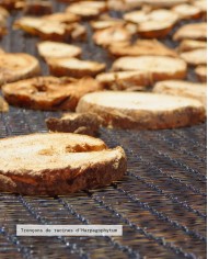 Extrait de Plante Bio HARPAGOPHYTUM