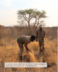 Extrait de Plante Bio HARPAGOPHYTUM