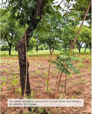 Beurre végétal bio KARITE