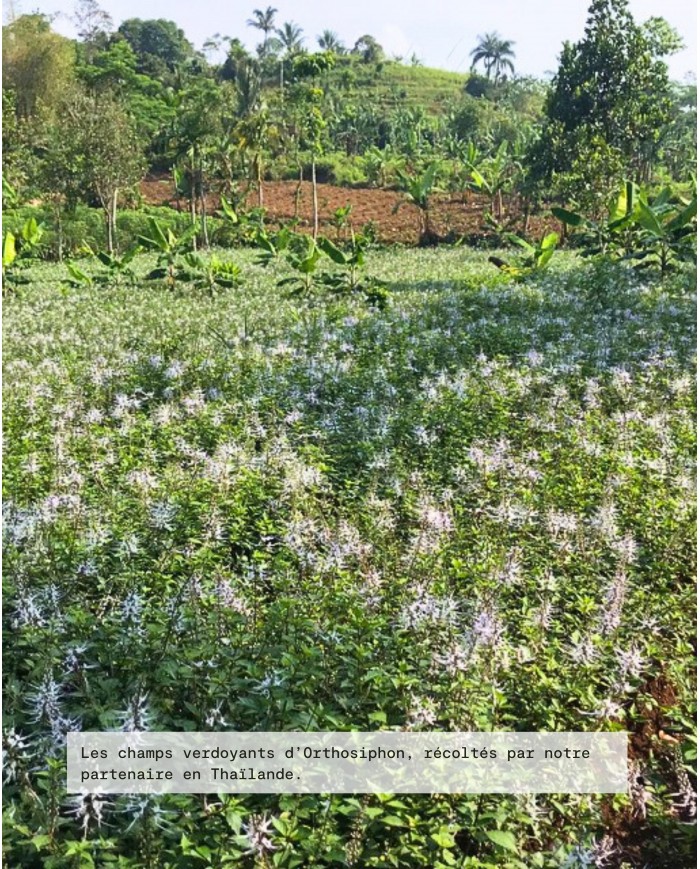 Extrait de plante Bio ORTHOSIPHON