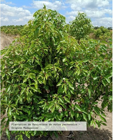 Filière partenaire RAVINTASARA Bio, origine Madagascar, Karandja laboratoire.