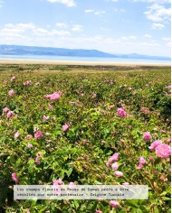 Eau florale bio ROSE DE DAMAS