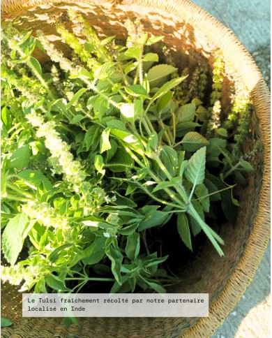 Extrait de plante Bio TULSI