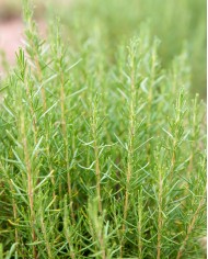 Eau florale bio ROMARIN VERBÉNONE