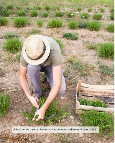 Récolte ROMARIN VERBENONE Bio cultivée et distillée par notre laboratoire, France - Hautes-Alpes, Karandja laboratoire.