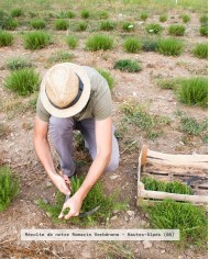 Huile essentielle bio ROMARIN VERBÉNONE