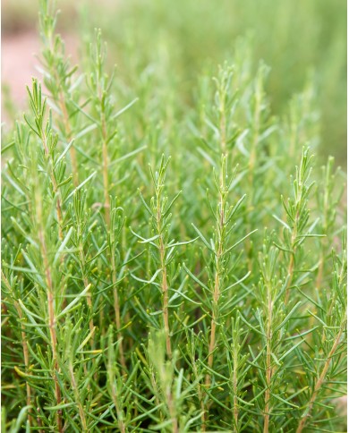 Zoom sur notre plantation de ROMARIN VERBENONE Bio, origine France, Hautes-Alpes, Karandja laboratoire.