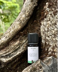 Huile essentielle bio BASILIC TROPICAL