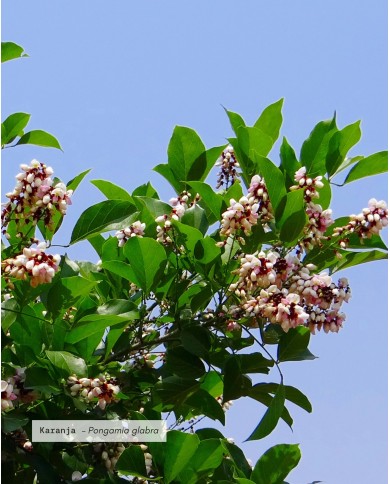 Huile végétale certifiée bio KARANJA