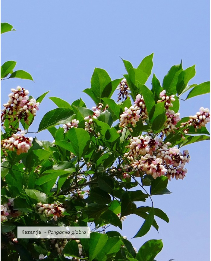 Huile végétale certifiée bio KARANJA