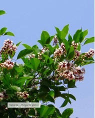 Huile végétale certifiée bio KARANJA