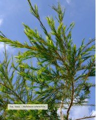 Huile essentielle bio TEA TREE