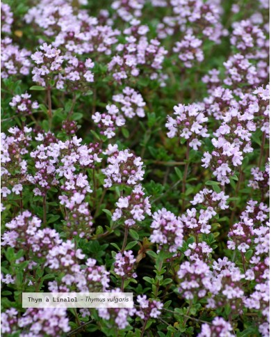 THYM LINALOL ferme agricole Bio Karandja laboratoire, France - Hautes-ALpes (05).