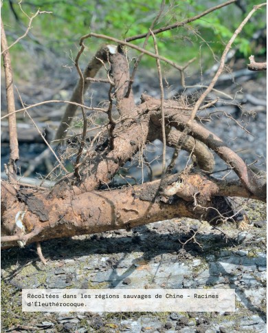 Extrait de Plante Bio ELEUTHEROCOQUE