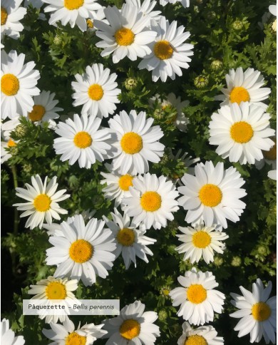 Macérât huileux bio PAQUERETTE