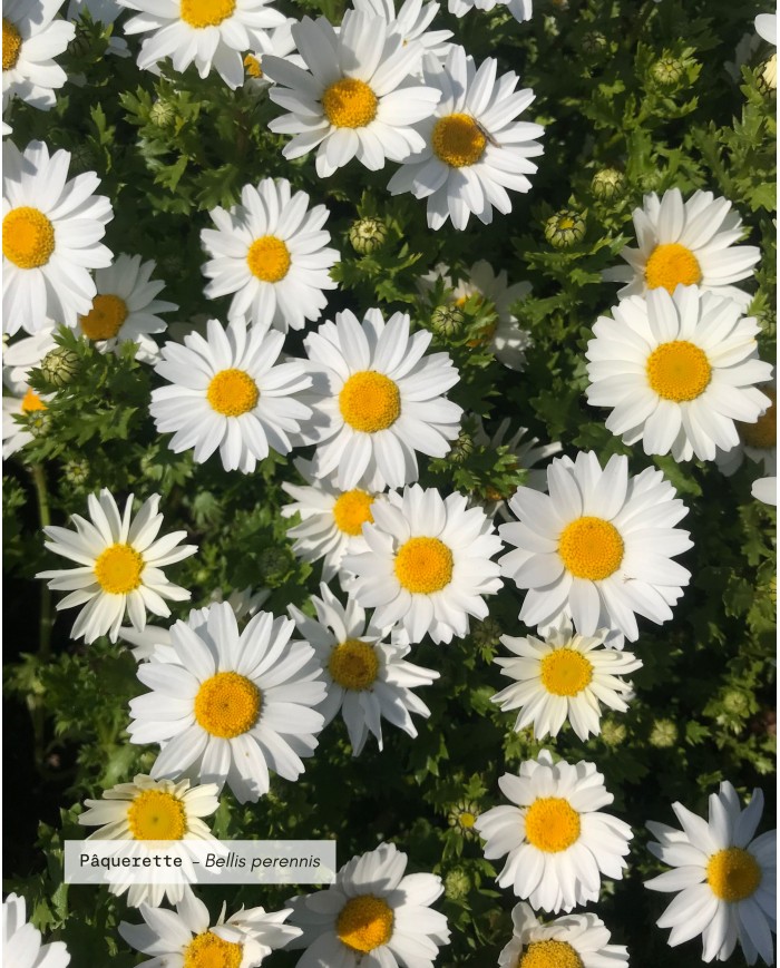 Macérât huileux bio PAQUERETTE