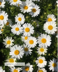 Macérât huileux bio PAQUERETTE