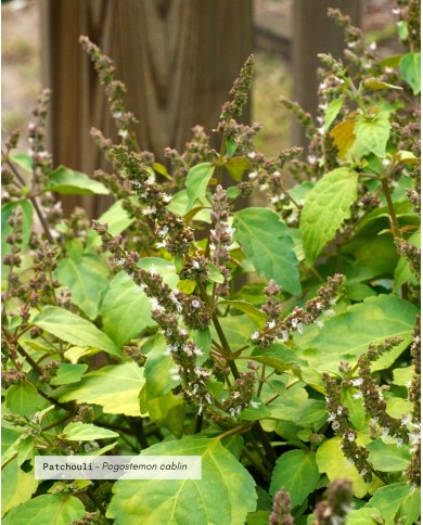 Huile essentielle bio PATCHOULI