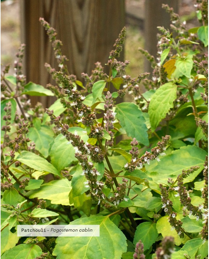 Huile essentielle bio PATCHOULI