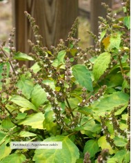 Huile essentielle bio PATCHOULI