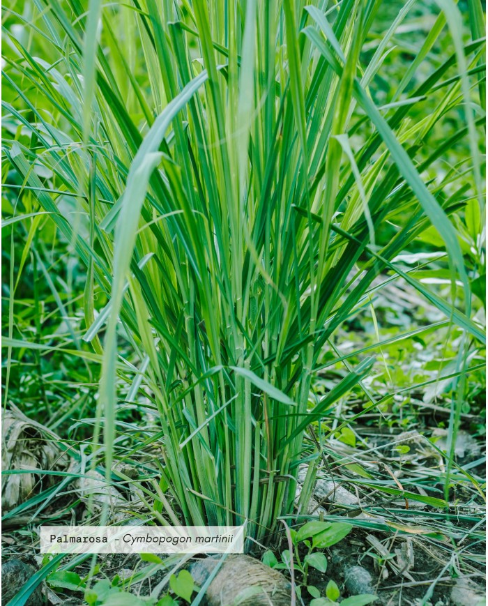 Huile essentielle bio PALMAROSA