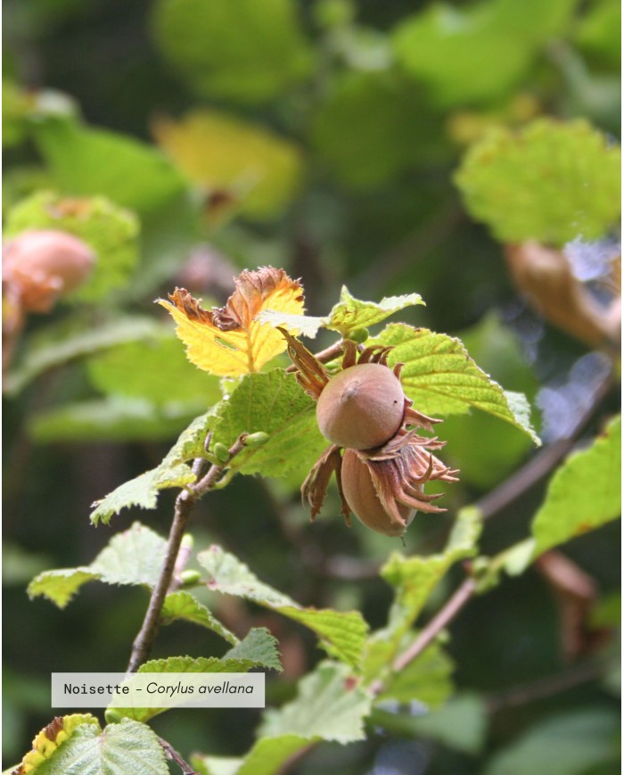 Huile végétale bio NOISETTE