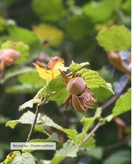 Huile végétale bio NOISETTE