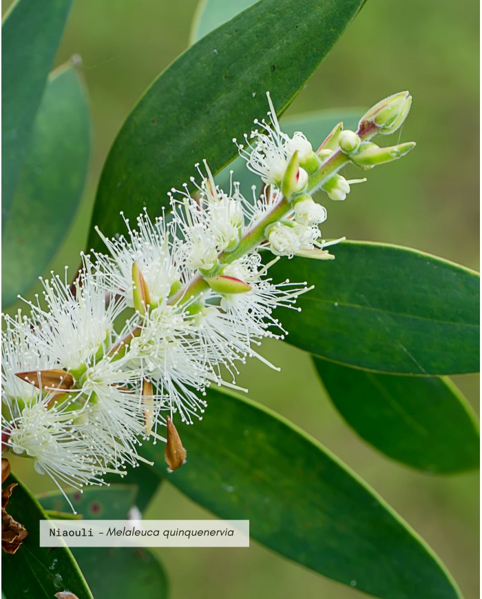 Huile essentielle bio NIAOULI