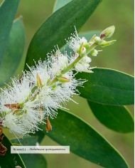 Huile essentielle bio NIAOULI