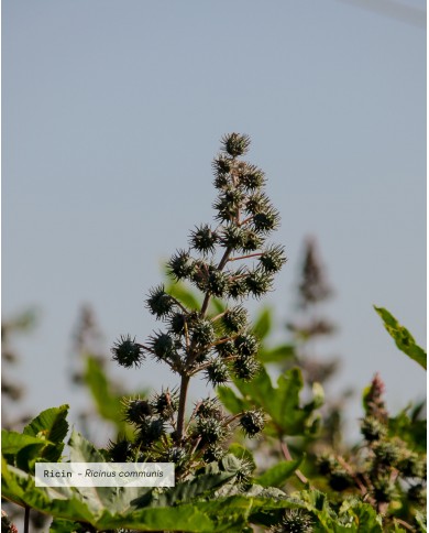 Huile végétale certifiée bio RICIN