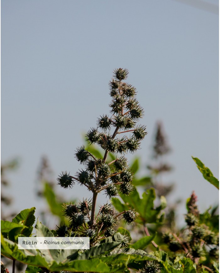 Huile végétale certifiée bio RICIN