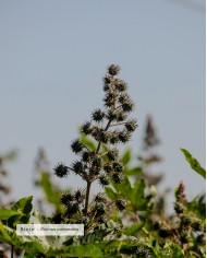 Huile végétale certifiée bio RICIN