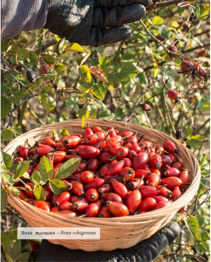 Huile végétale certifiée bio ROSE MUSQUEE