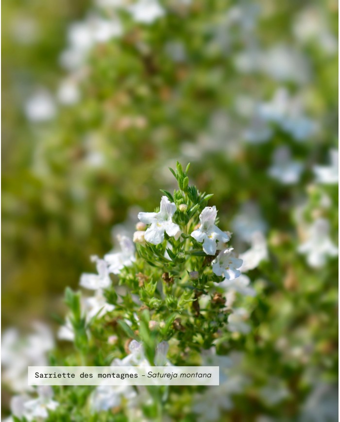 Eau florale bio SARRIETTE DES MONTAGNES